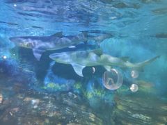 -烟台海昌鲸鲨海洋公园