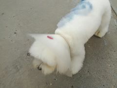 -西安京西宠物医院·瘫痪·疑难杂症