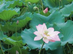 -荔湾湖公园