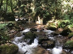 -莫里热带雨林景区