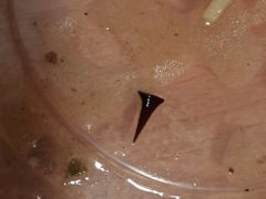 -妞妞烩面非物质文化遗产(西工店)