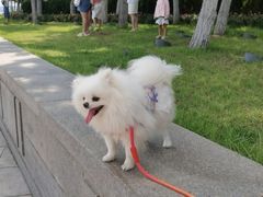 -全心全意连锁动物医院·微创中心·内科急重症·心脏专科(丰管路店)