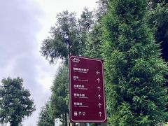 -重庆睡佛山森林公园