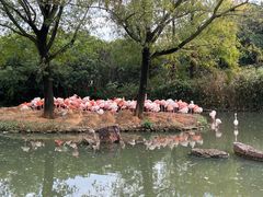 -上海野生动物园