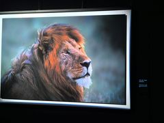 -罗红摄影艺术馆