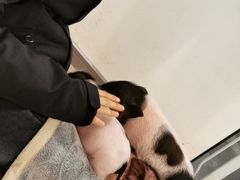 -浣熊柯尔鸭土拨鼠·电玩咖