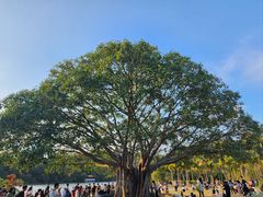 -深圳仙湖植物园