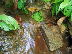 -莫里热带雨林景区