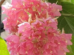 -桃花涧