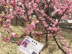 -文瀛公园