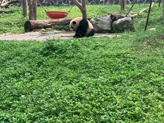-都江堰中华大熊猫苑