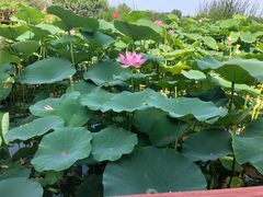 -燕郊植物园