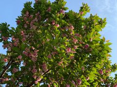 -四川大学(华西校区)