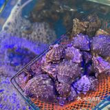 来东戴河实现海鲜自由