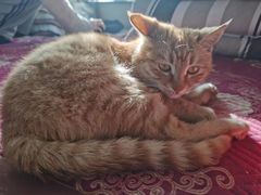 -佳怡动物医院·平价24小时·猫专科骨外科