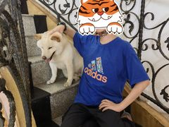 -喜柴咖啡·柴犬狗咖
