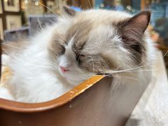 -藏猫猫咖啡主题馆(中央大道店)