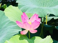 -洪湖生态旅游区