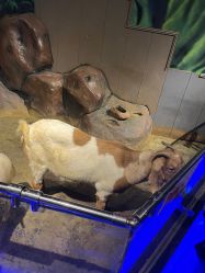 -未来动物城动物主题公园(大悦城店)