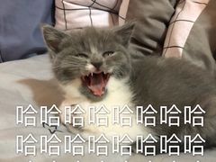 -比格比萨自助(宋家庄店)