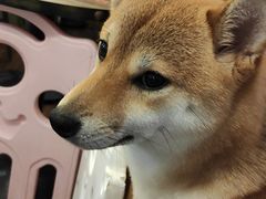 -柯斗斗主题餐厅·狗咖·围炉煮茶·茶饮(国瑞升平里店)