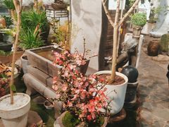 -双季花艺园艺市场(浦东店)