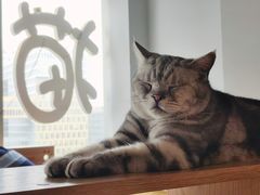 -Cappucimeow猫咪咖啡馆(韦伯时代店)