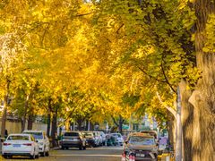 -三里屯东五街银杏大道