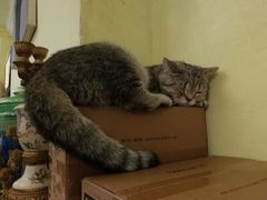 -猫色咖啡·猫咖