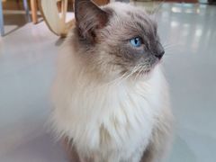 -豆逗聊愈猫阁Easy Life