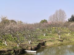 -上海海湾国家森林公园