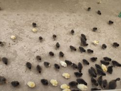 -萌宠亲子动物乐园(槐房万达店)