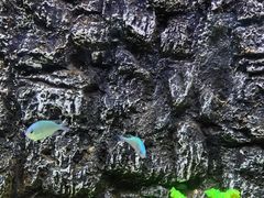 -北戴河圣蓝海洋公园