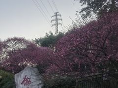 -重庆彩云湖湿地公园