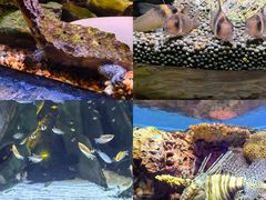 -上海海洋水族馆