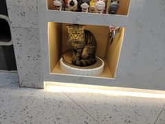 -喵园·猫主题咖啡厅·撸猫·猫咖(国贸店)