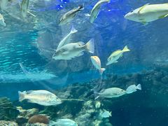 -上海海洋水族馆