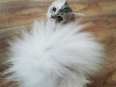 -猫的茶·猫咖