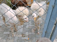 -长白岛森林公园