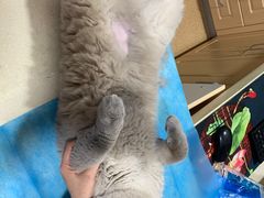 -芭比堂宠物医院·全科爱猫医院·仁德分院