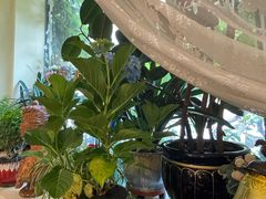 -露西亚咖啡西餐厅(哈尔滨俄侨纪念馆店)