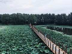 -白渔泡湿地公园