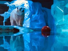 -芜湖新华联大白鲸海洋公园