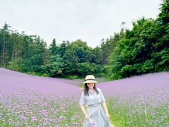 -大塘金香草谷