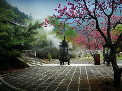 -泰山花样年华景区