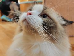 -滚猫咖啡·猫咖·猫友好撸猫(未来城店)