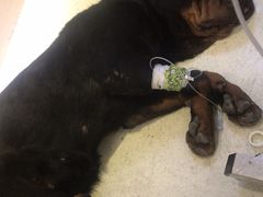 -宠颐生动物医院·心脏科·保险定点(锦阳分院)