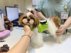 -宠爱国际动物医院· 猫科· 外科·中兽医(长白店)