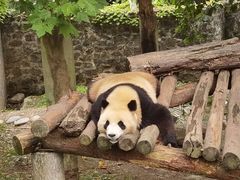 -都江堰中华大熊猫苑