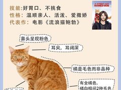 -翊宠yipet猫狗购宠庄园犬舍•猫舍